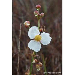 Sagittaria latifolia