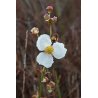 Sagittaria latifolia