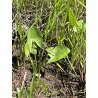 Sagittaria latifolia