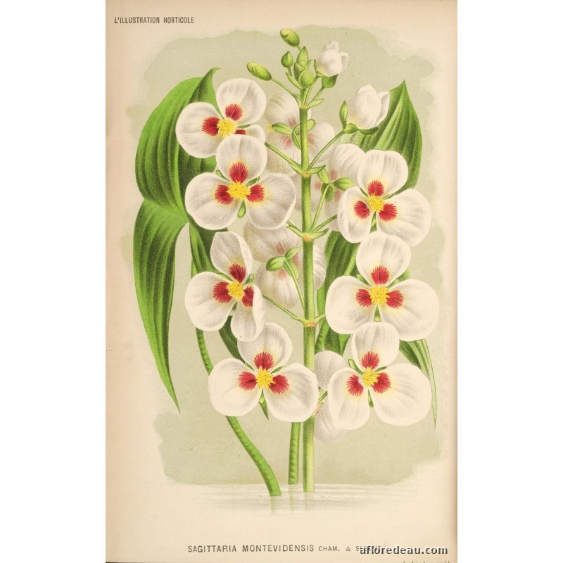 Sagittaria sp.