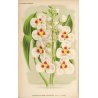 Sagittaria sp.