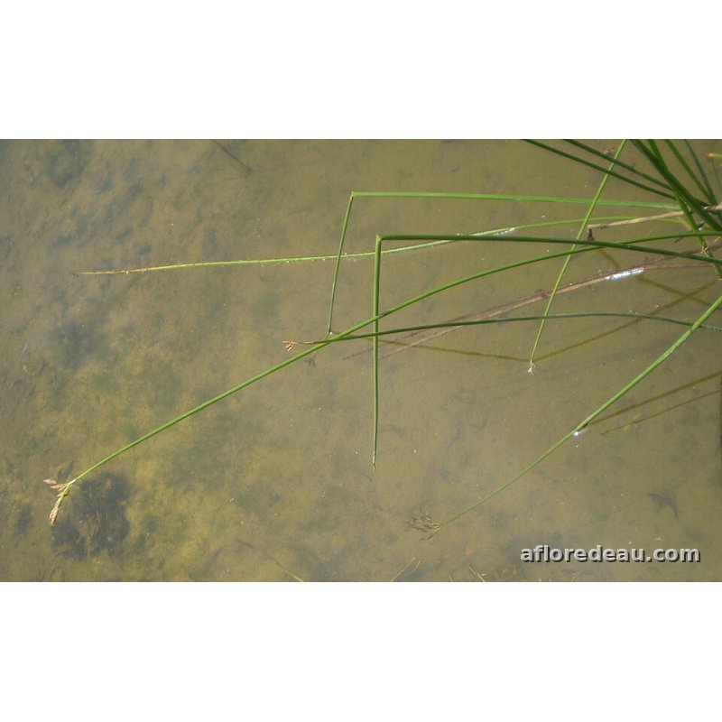 Scirpus lacustris