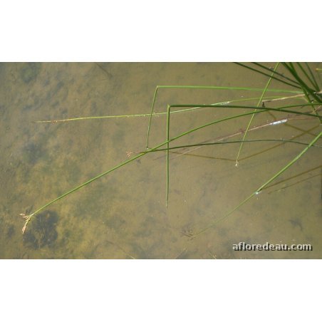 Scirpus lacustris