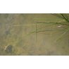 Scirpus lacustris