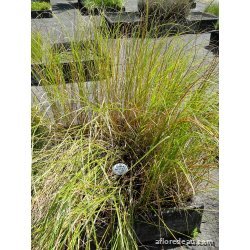 Scirpus lacustris