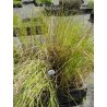 Scirpus lacustris