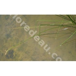 Scirpus lacustris Minimotte