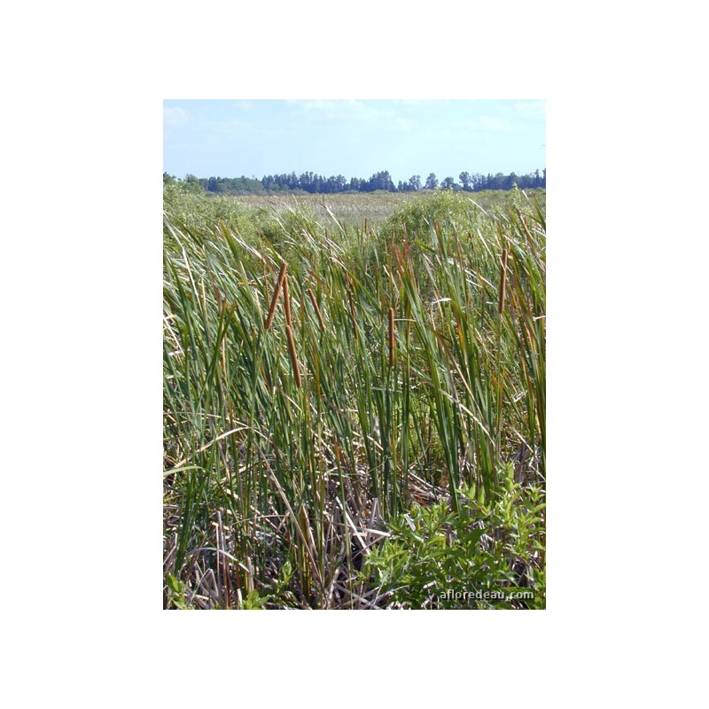 Typha sp.