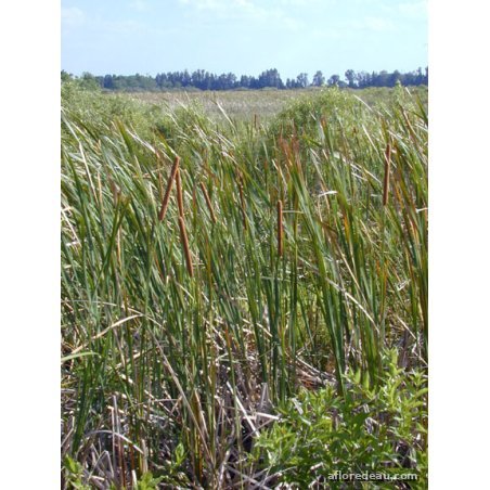 Typha sp.