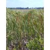 Typha sp.