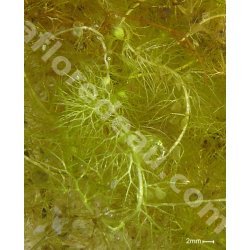 Utricularia vulgaris