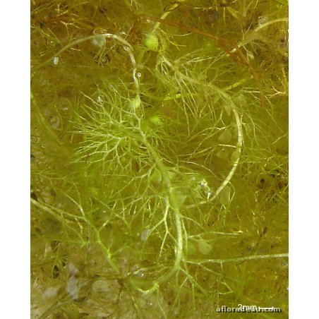 Utricularia vulgaris