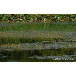 Utricularia vulgaris