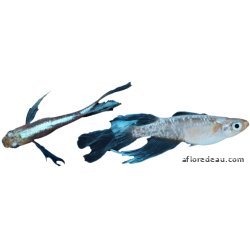 ORYZIAS LATIPES MIYUKI LONGFIN 2.7-3CM