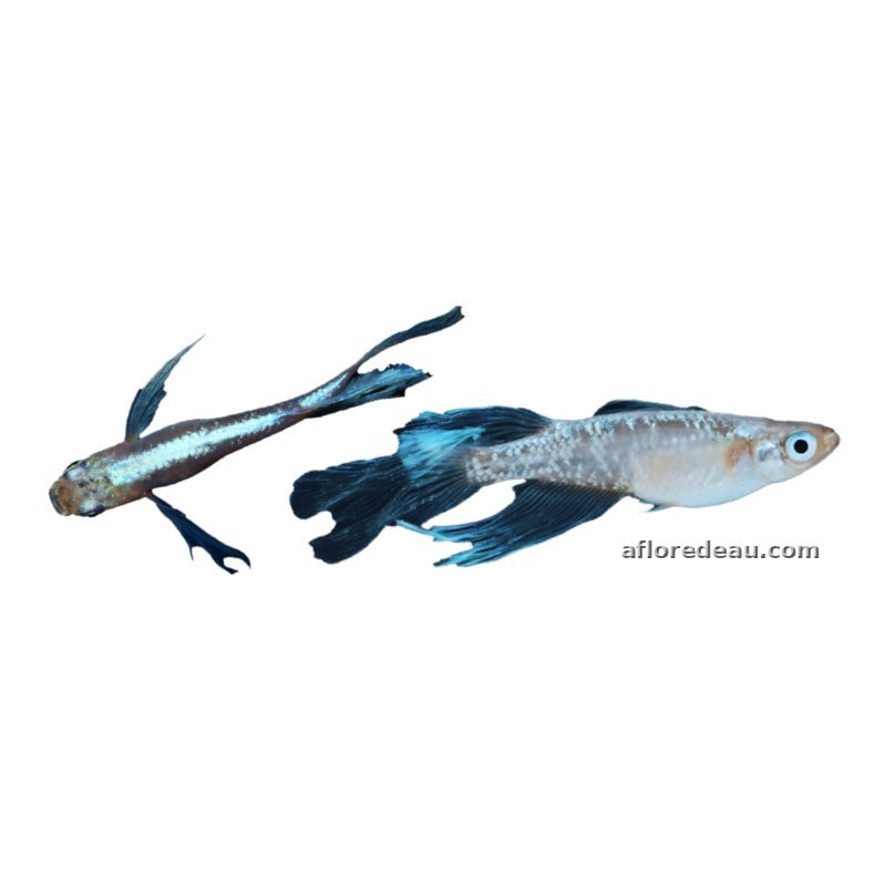 ORYZIAS LATIPES MIYUKI LONGFIN 2.7-3CM