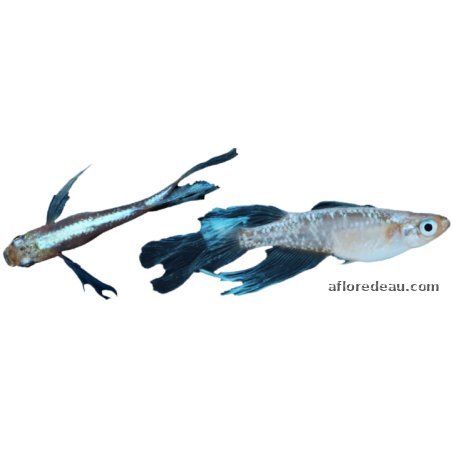 ORYZIAS LATIPES MIYUKI LONGFIN 2.7-3CM