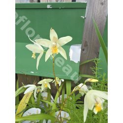Bletilla Striata Yellow pot 12cm