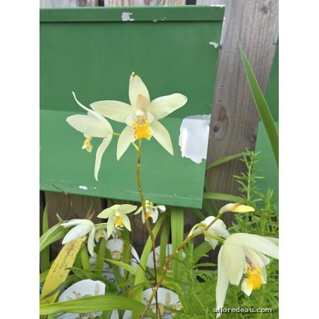 Bletilla Striata Yellow pot 12cm