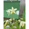 Bletilla Striata Yellow pot 12cm