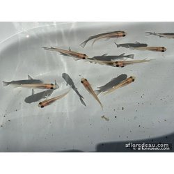 ORYZIAS LATIPES PANDA 2.7-3CM
