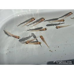 ORYZIAS LATIPES PANDA 2.7-3CM