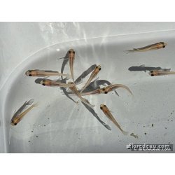 ORYZIAS LATIPES PANDA 2.7-3CM