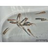 ORYZIAS LATIPES PANDA 2.7-3CM