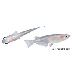 Medaka blanc 2,7-3 cm - Poisson de bassin | À Flore d'Eau