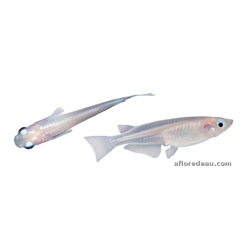 Medaka blanc 2,7-3 cm – poisson vivant, vasque et bassin