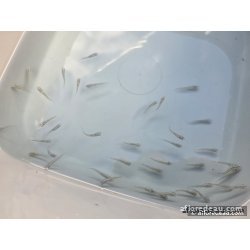 Medaka bleu 2,7-3 cm – poisson vivant à acheter, Lesneven