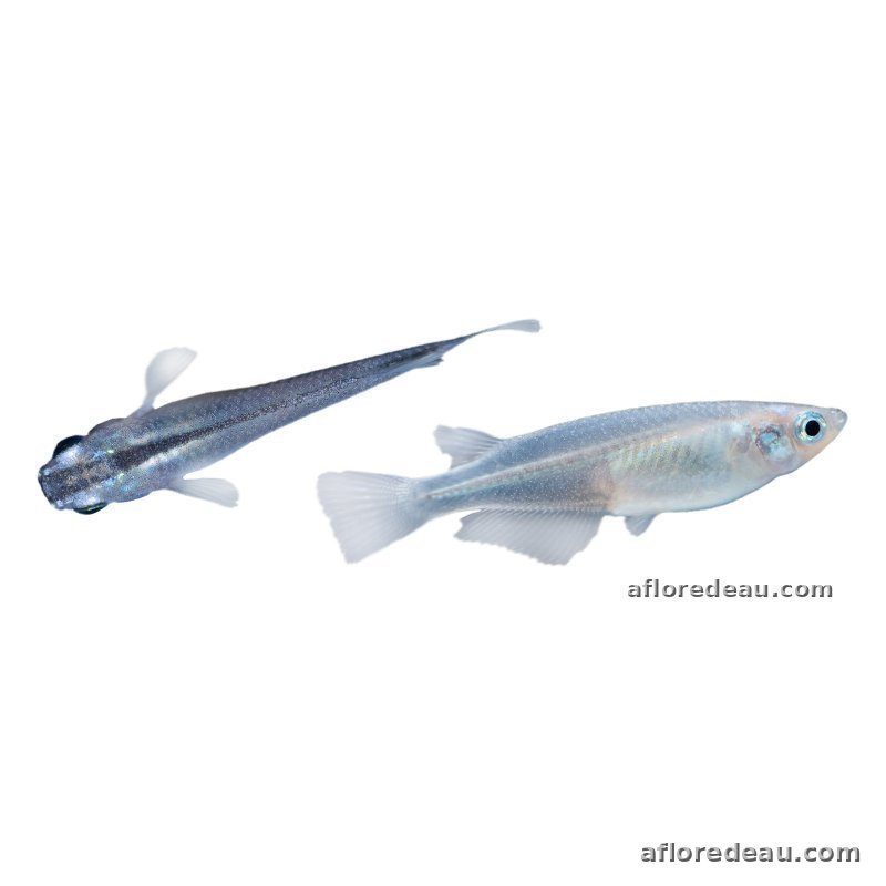 Medaka bleu 2,7-3 cm – poisson vivant à acheter, Lesneven