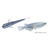 Medaka bleu 2,7-3 cm – poisson vivant à acheter, Lesneven