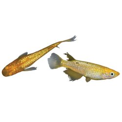 Medaka Jaune Longfin 2-3cm