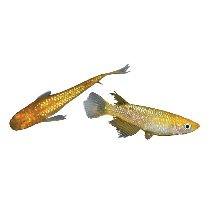 Medaka Jaune Longfin 2-3cm