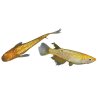 Medaka Jaune Longfin 2-3cm
