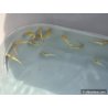 Medaka Jaune Longfin 2-3cm