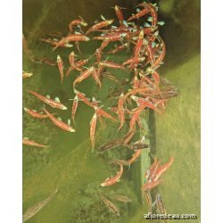 Notropis Chrosomus