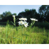 Achillea ptarmica