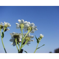 Achillea ptarmica