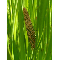 Acorus calamus