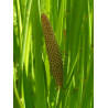 Acorus calamus