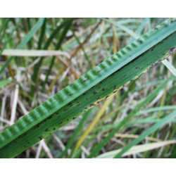 Acorus calamus