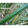 Acorus calamus