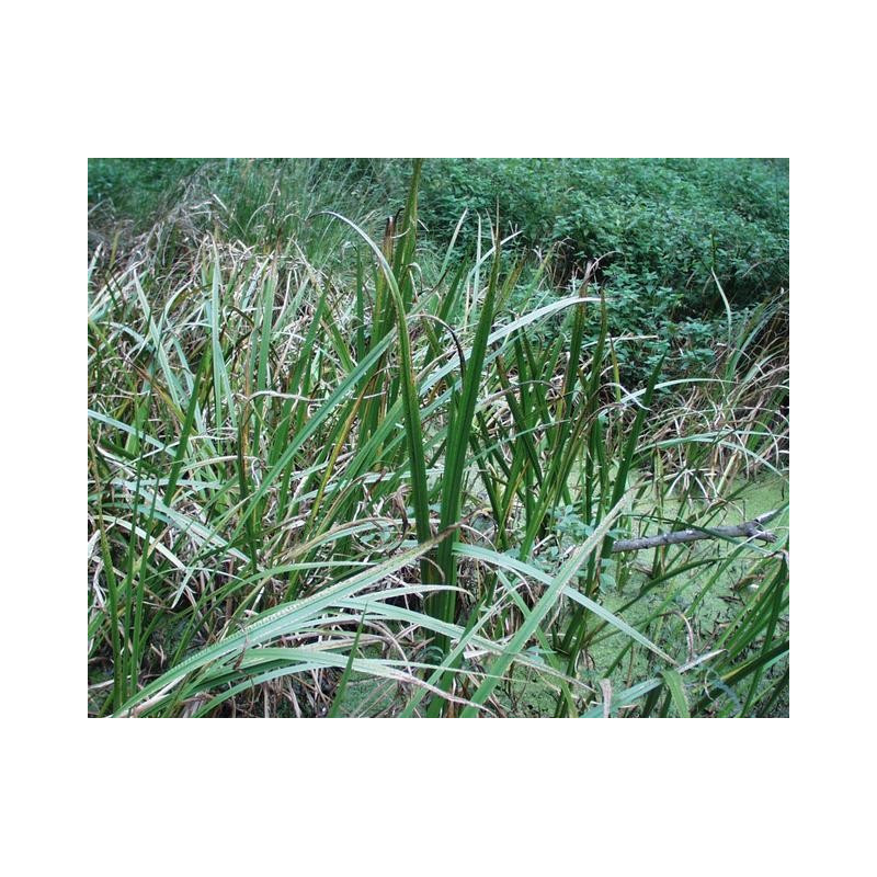 Acorus calamus