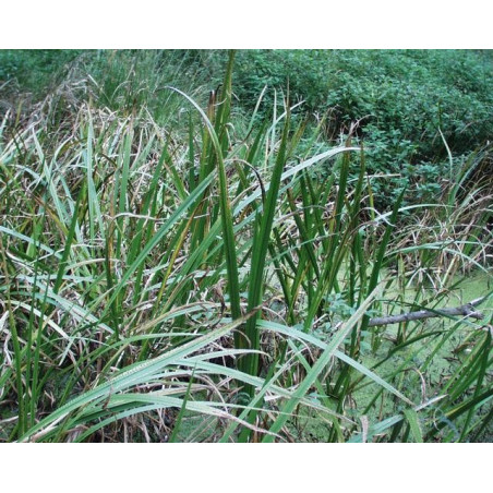 Acorus calamus