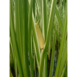 Acorus calamus
