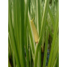 Acorus calamus