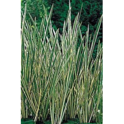 Acorus calamus variegatus