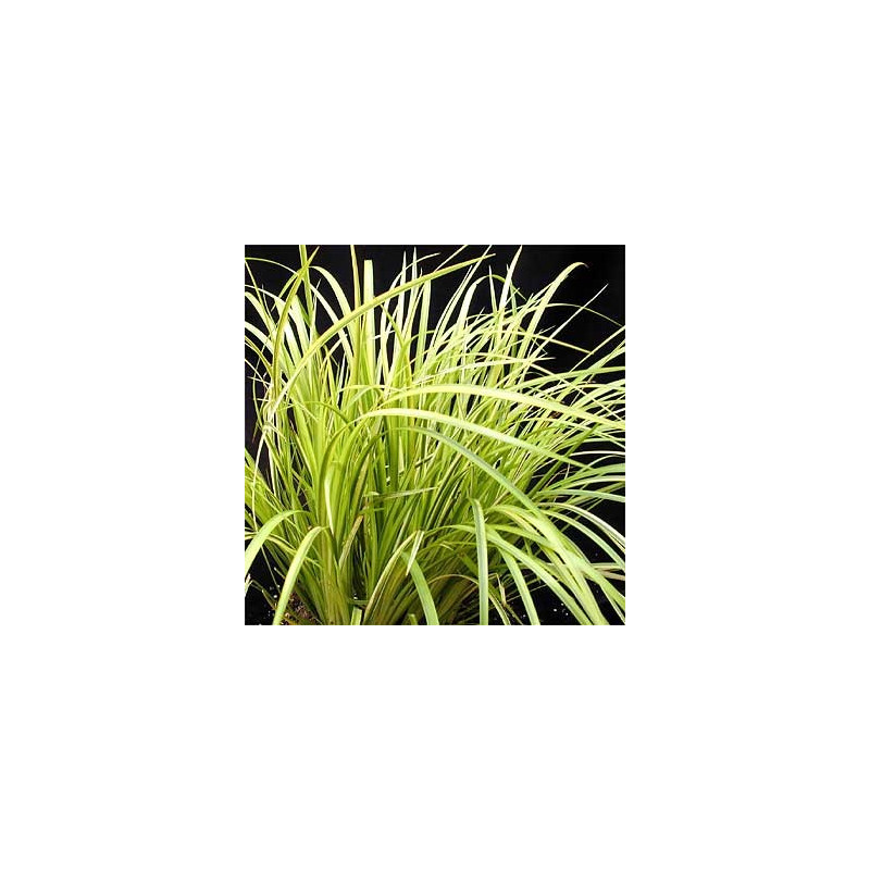 Acorus gramineus ogon