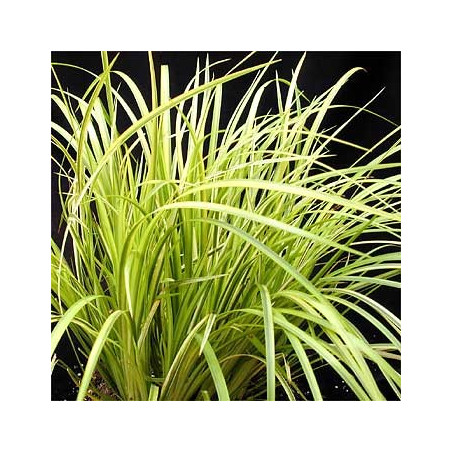 Acorus gramineus ogon